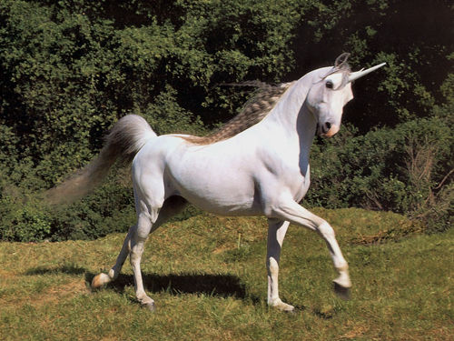 unicorn.jpg 500×375 pixels