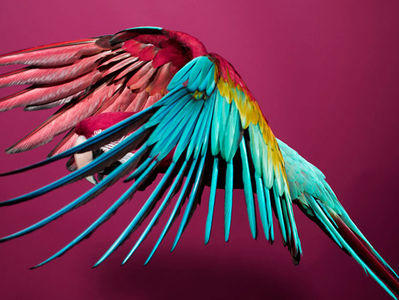 sølve sundsbø: perroquet. « shape + colour