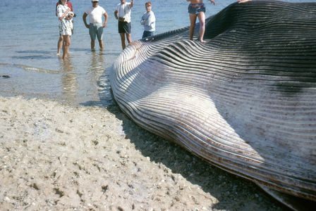 Flickr Photo Download: beached whale, 1960s