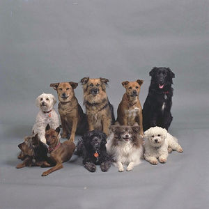 Dogs on Flickr - Photo Sharing