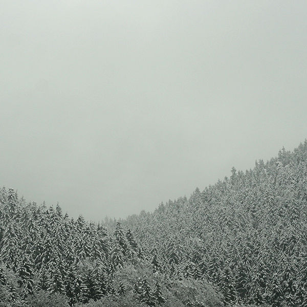 Flickr Photo Download: winterwald.