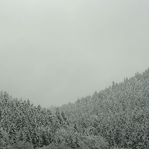 Flickr Photo Download: winterwald.