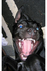 Flickr Photo Download: There's nothing quite like pulling a pit-bull's tongue out with your teeth