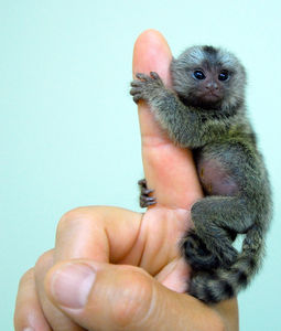 Flickr Photo Download: Baby marmoset 