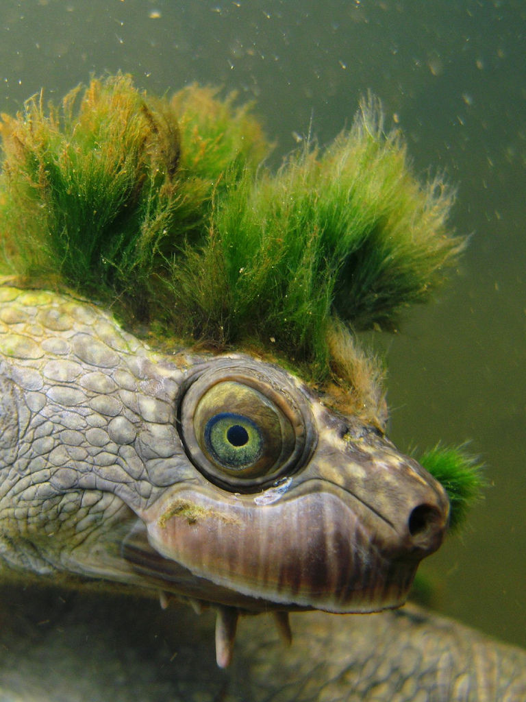 When a turtle goes punk... (and men are still idiots)
