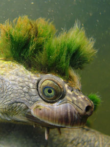 When a turtle goes punk... (and men are still idiots)