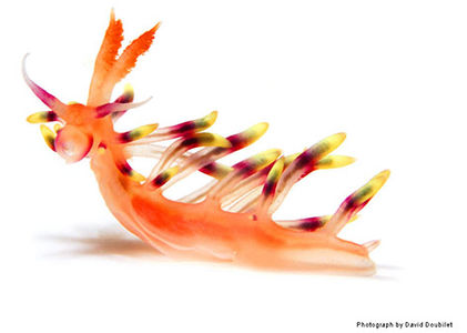 The colourful underwater world of Nudibranchs