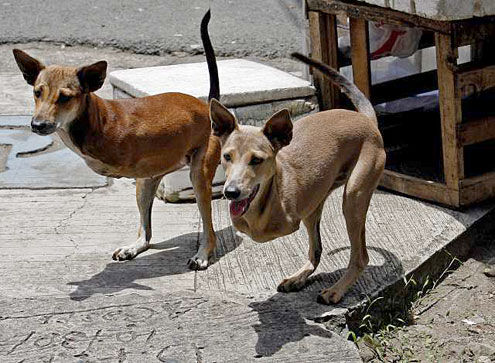 239754-inworld-firstpair-of-dog-kangaroos-have-been-found-in-the-phillipines.jpg 495×363 pixels