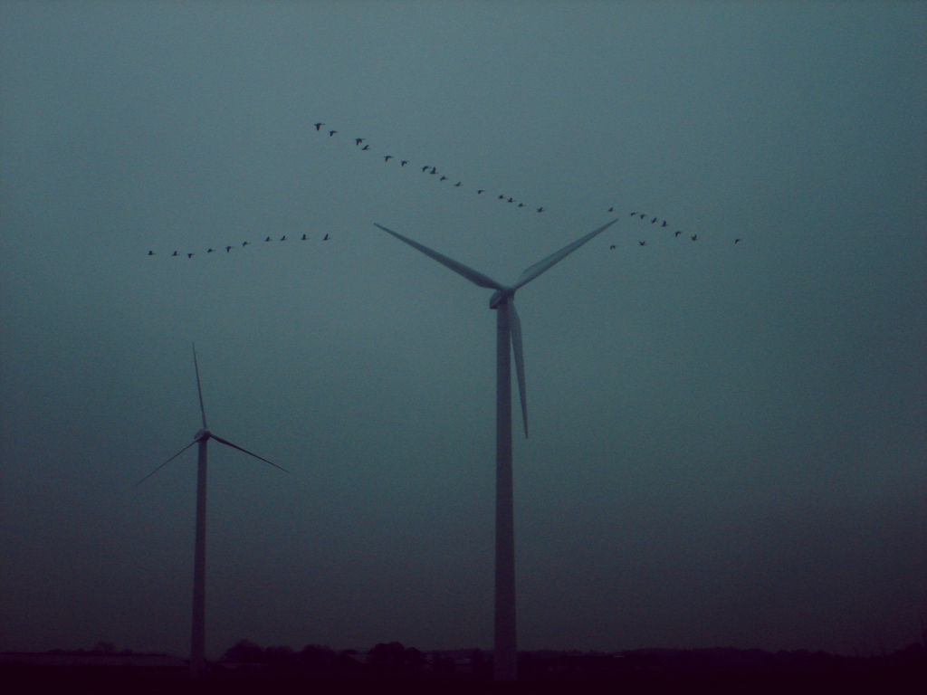 Flickr Photo Download: Windmills 