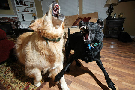 My Dogs Are BEAST! on Flickr - Photo Sharing!