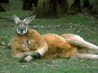 ground-kangaroo.jpg 400×300 pixels