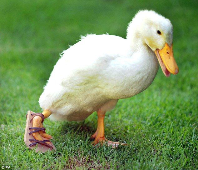 lucky duck.jpg (image)