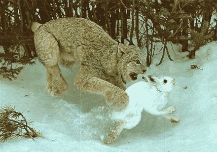 lynx_and_hare.png (PNG Image, 600x421 pixels)