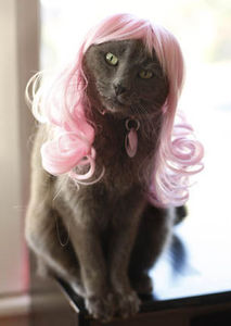 Kitty Wigs! Pink Passion