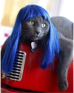 Kitty Wigs! Electric Blue