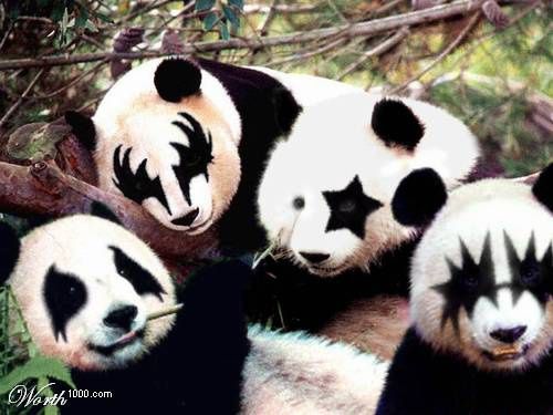 panda-kiss.jpg 500 × 375 pixels