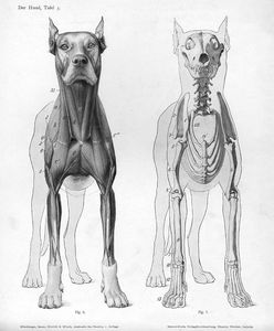 anatomy-1-dog.jpg 1239×1500 pixels