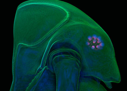 I Can't Get Enough of This Weird and Wonderful Microscopy - 2009 Olympus BioScapes Digital Imaging Competition - Gizmodo