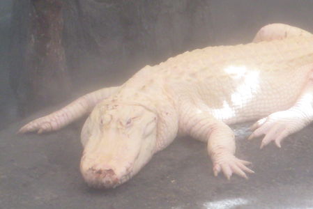 Téléchargement de photo Flickr : Albino aligator - closeup