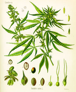 Cannabis_sativa_Koehler_drawing.jpg 1816×2177 pixels