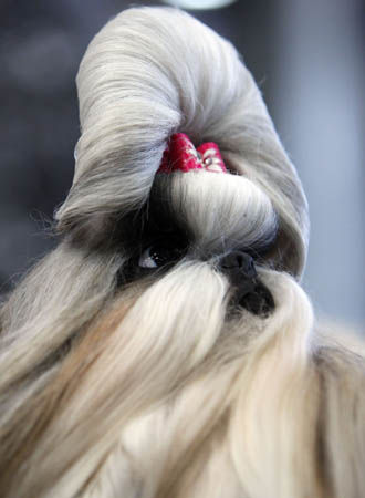 Flickr Photo Download: A Chinese Shih-tzu dog takes part in the European dog show in Budapest