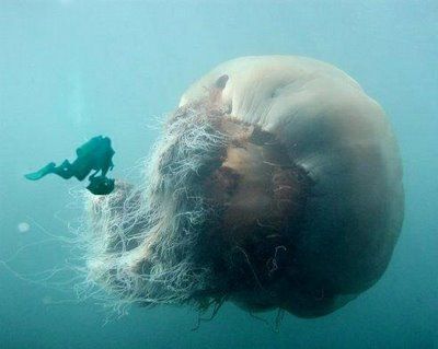 Giant jellyfish.jpg 400×319 pixels