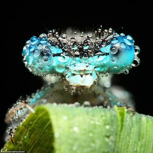 The stunning pictures of sleeping insects covered in early morning dew  Mail Online