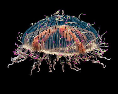 Amazing Jellyfish photography  Lost At E Minor: For creative people