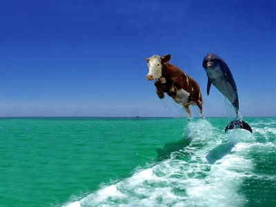 cow-dolphin.jpg 1024×768 pixels