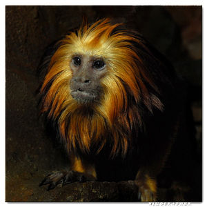 Strobe on a rope - Golden-Headed Lion Tamarin @ US National Zoo. on Flickr - Photo Sharing!