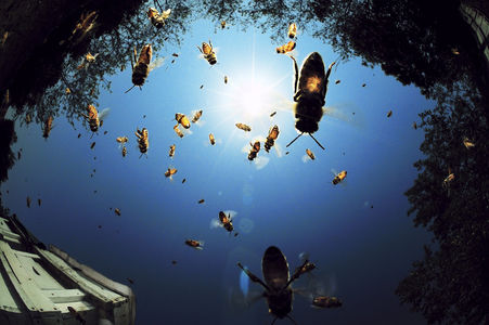 National Geographic's Photography Contest 2010 - The Big Picture - Boston.com