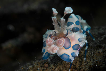 All sizes | Harlequin shrimp | Flickr - Photo Sharing!