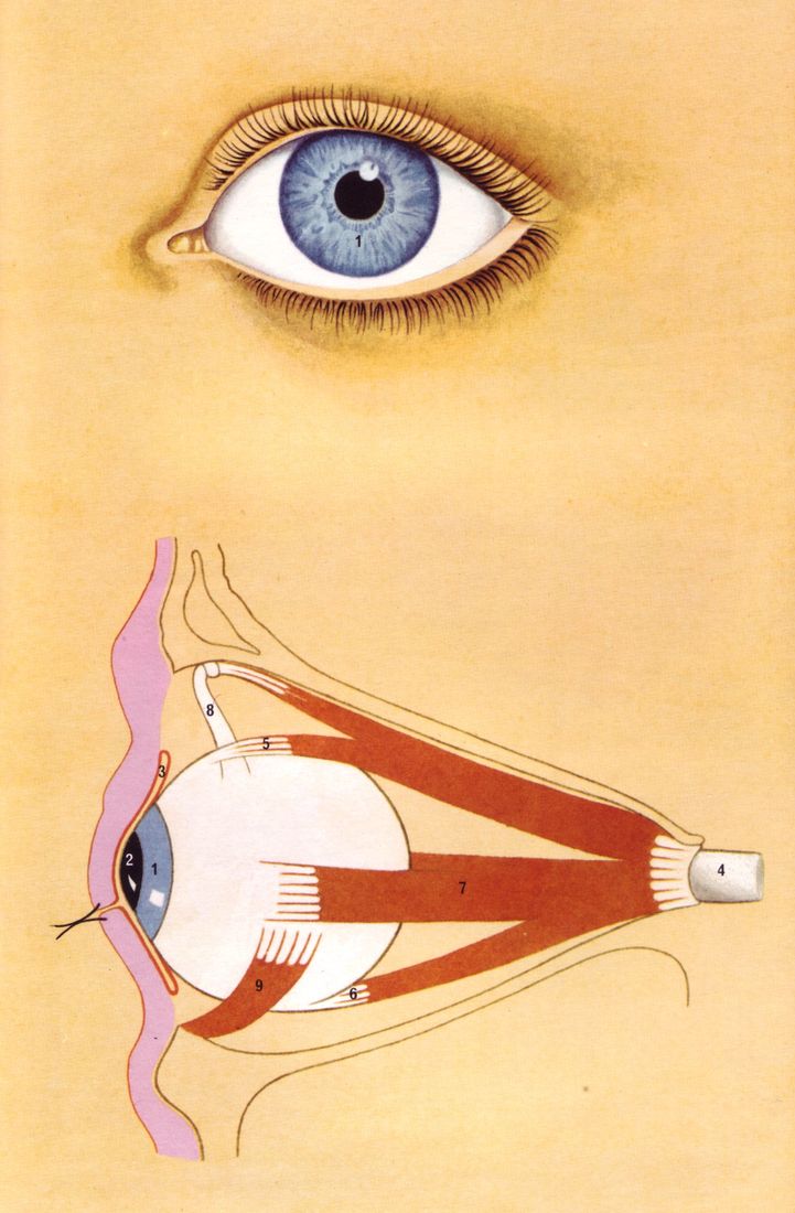 All sizes | 10 L'oeil - Les muscles moteurs de l'oeil, illus. Peter Wyss (Le Livre de Sante, v.8, 1967) | Flickr - Photo Sharing!