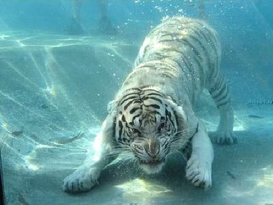 Underwater photography image by Keefers_ on Photobucket