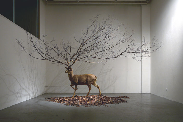 All sizes  Untitled 300 X 300 X 300 inch Deer Taxidermy, Branch, Leaves.  Flickr - Photo Sharing