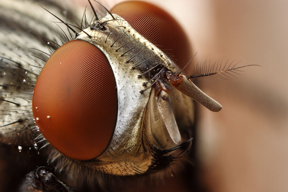 Flickr Photo Download: flesh fly close up