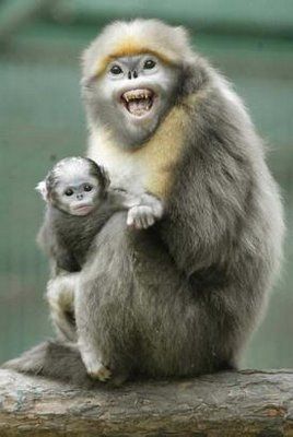 Ugly Overload: Snub-nosed Monkeys