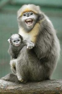 Ugly Overload: Snub-nosed Monkeys