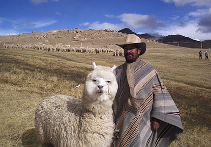 File:Bolivian Alpaca.jpg - Wikipedia, the free encyclopedia