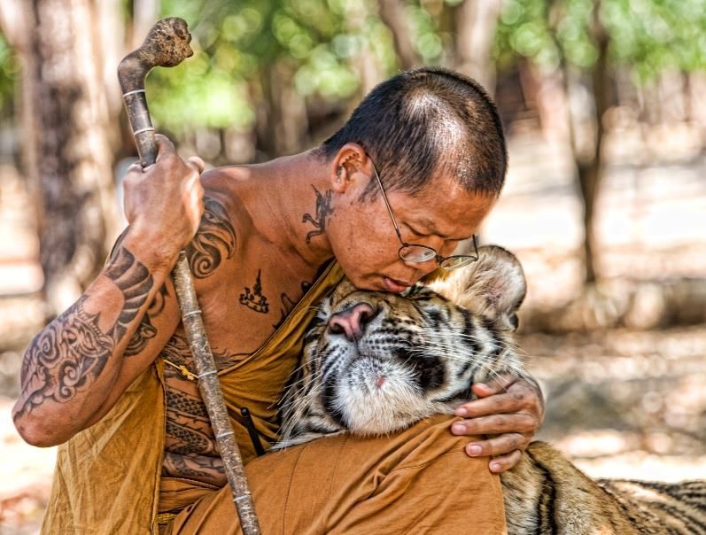 Buddhist monk and tiger. - Imgur