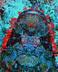 Toutes les tailles  devil scorpionfish  Flickr : partage de photos 