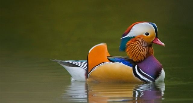 What a pretty duck! | Funny Cute Pics