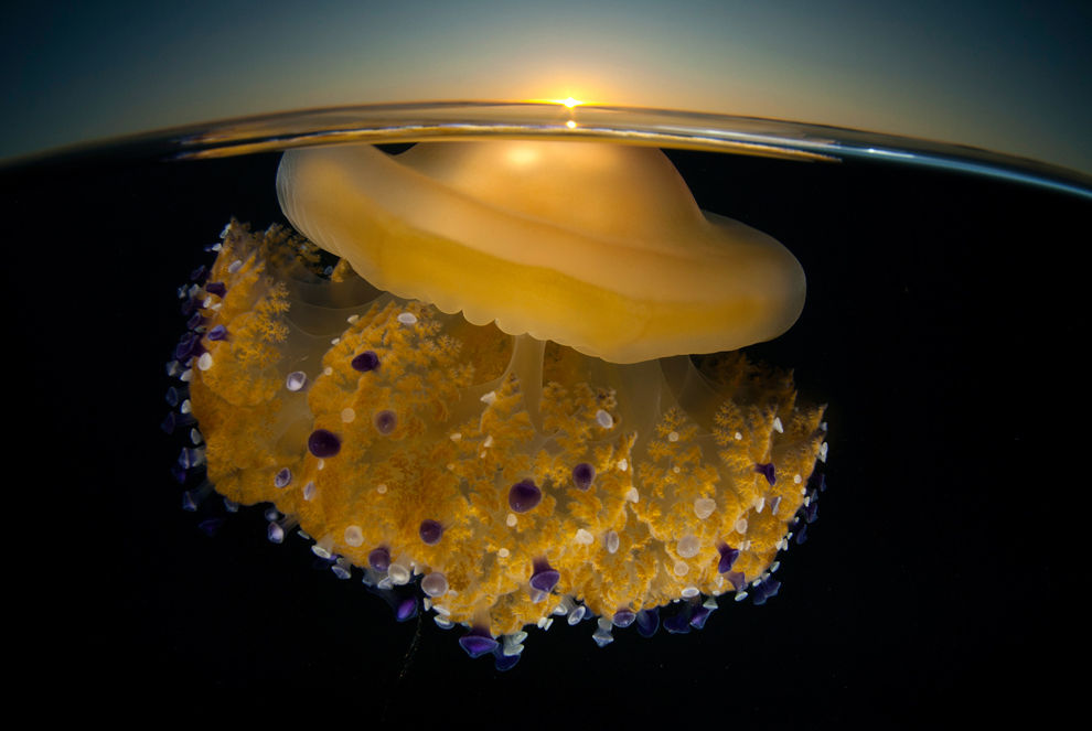 National Geographic Photography Contest Winners: 2011 - The Big Picture - Boston.com