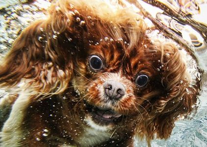 The Amazing Underwater Dog Photography of Seth Casteel