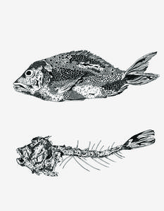 John the Fish - Chrysa Koukoura Illustration