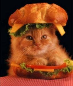 15-hilarious-cats-in-costumes-kitten-hamburger.jpg 500×589 pixels