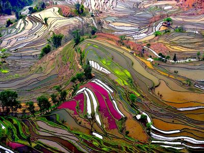 Terraced Rice Field Photo, China Wallpaper  National Geographic Photo of the Day