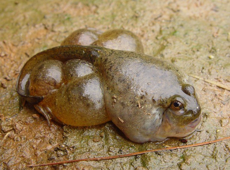 Flickr Photo Download: mutant frog