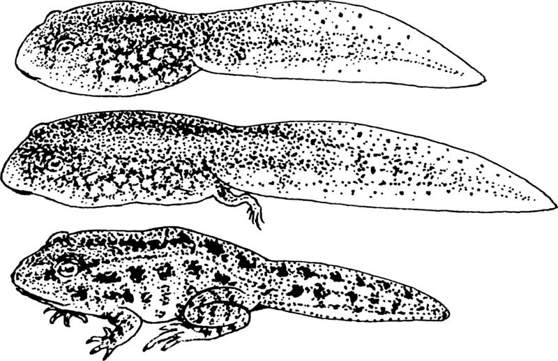  Google Image Result for http:  upload.wikimedia.org wikipedia commons 7 7e Tadpole_(PSF).png