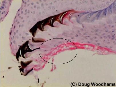 DW tadpole mouthparts section.jpg 405×303 pixels